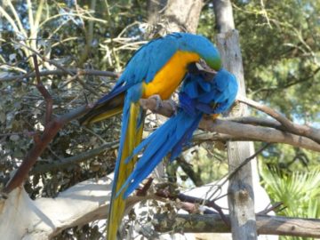 aras Zoo de la Palmyre