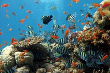 aquarium-oceanopolis-brest